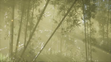 Bosque-De-Bambú-Asiático-Con-Clima-De-Niebla-Matutina